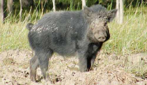A planned council baiting program to reduce feral pig numbers has motivated former election candidate Leonora Cox to urge residents to voice their opposition. A planned council baiting program to reduce feral pig numbers has motivated former election candidate Leonora Cox to urge residents to voice their opposition.